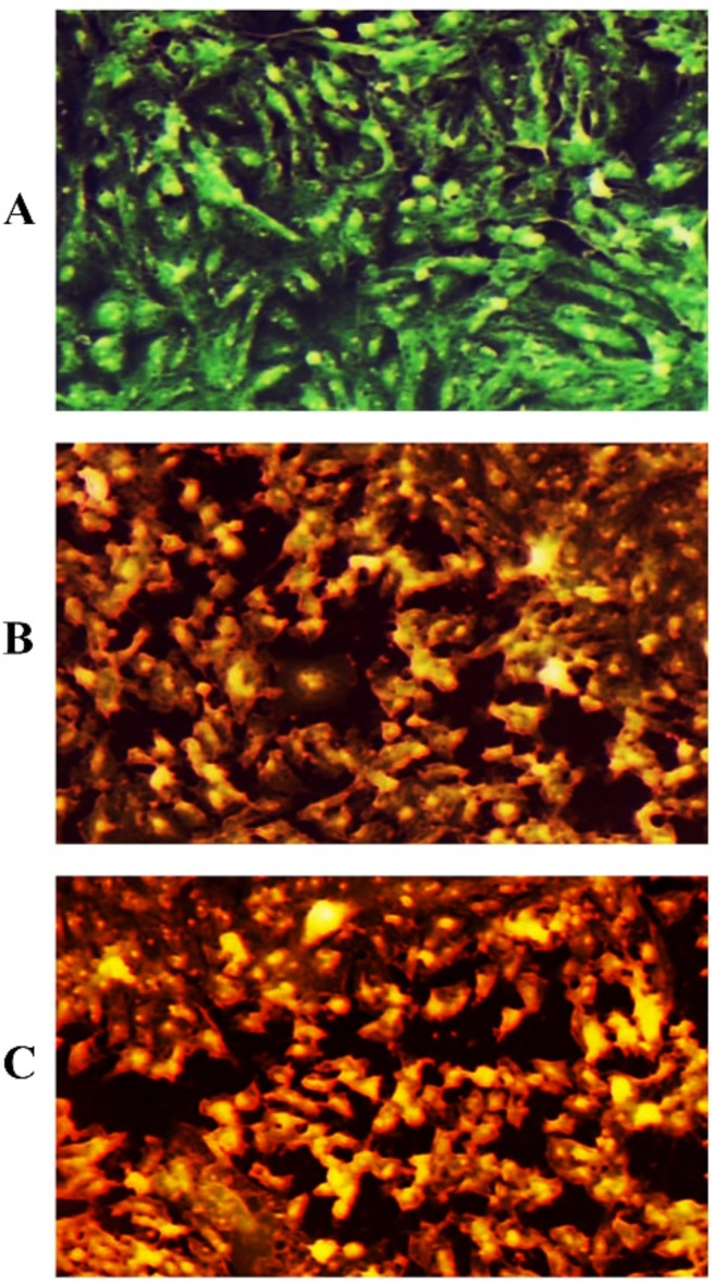 Fig. 10