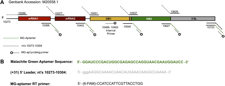 Figure 2—figure supplement 1.