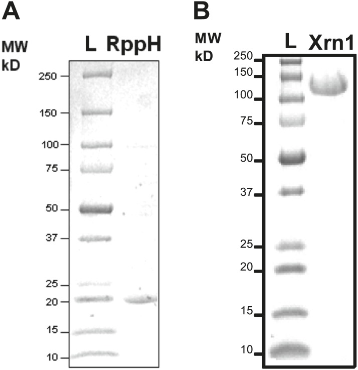 Figure 5—figure supplement 1.