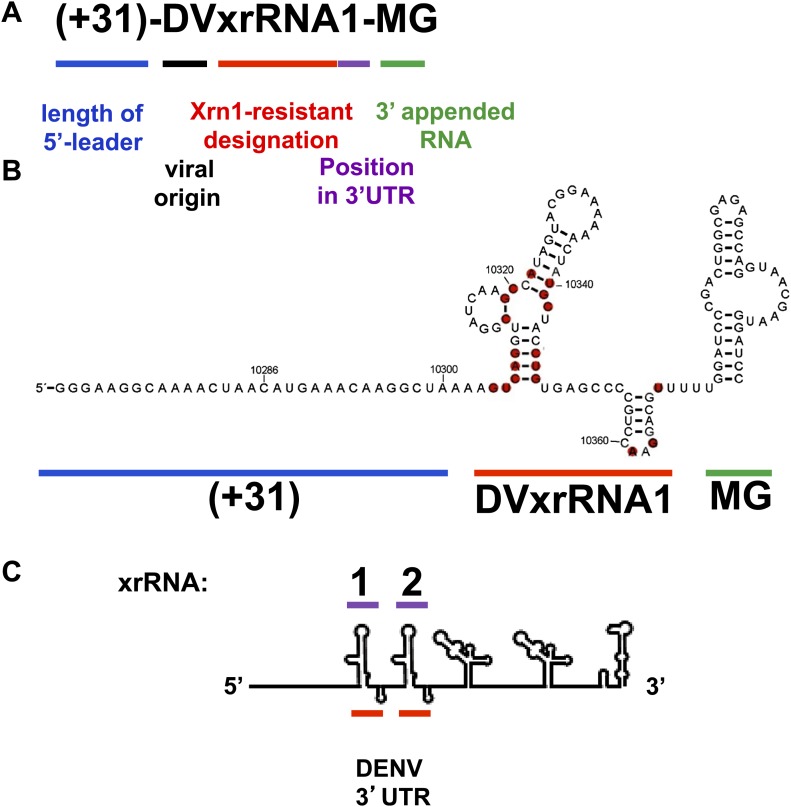 Figure 3—figure supplement 1.