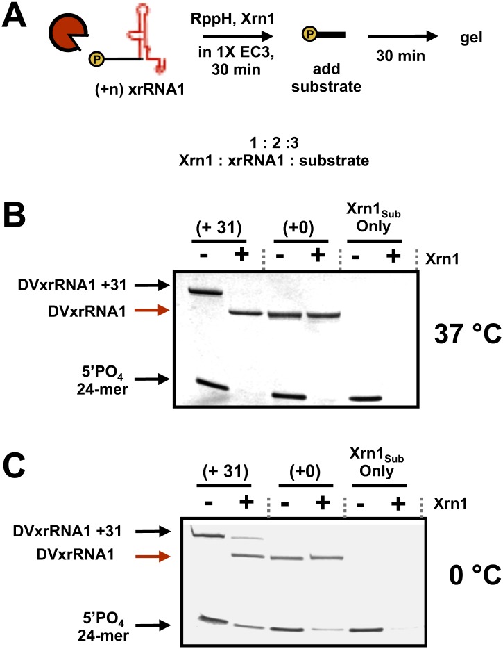 Figure 5—figure supplement 3.