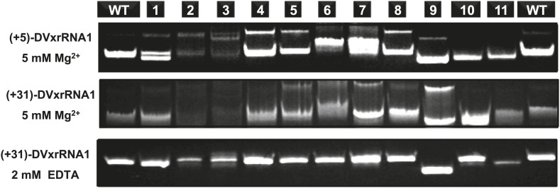 Figure 8—figure supplement 1.