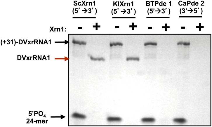 Figure 5—figure supplement 2.