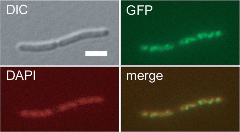 FIG 3