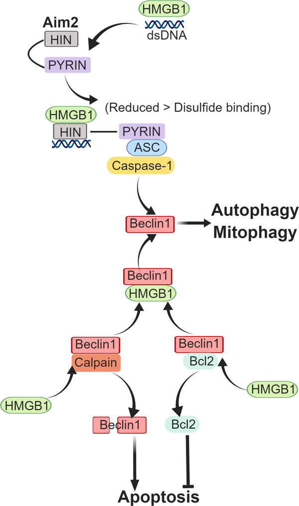 Figure 2: