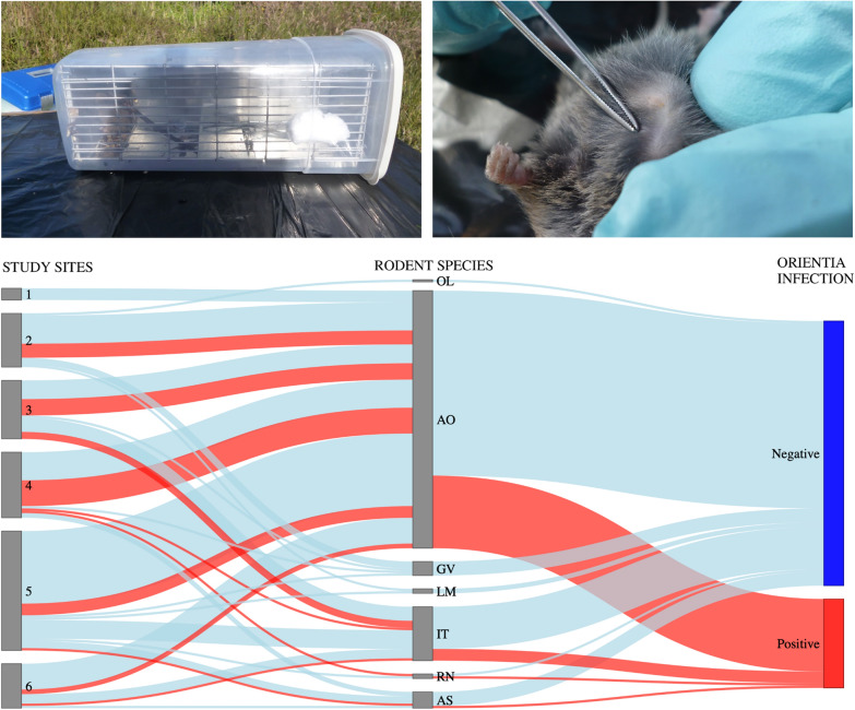 graphic file with name 13071_2024_6602_Figa_HTML.jpg