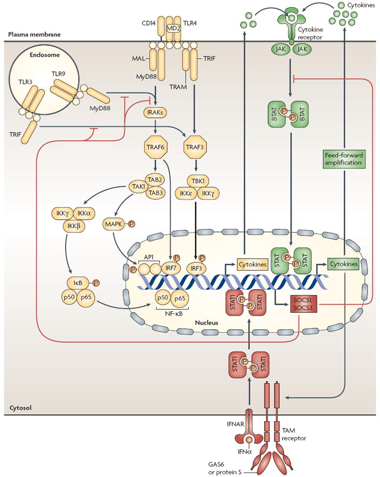 Immunobiology of the TAM receptors - PMC