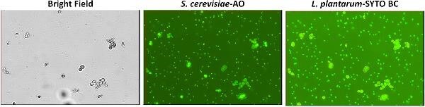 Graphical Abstract