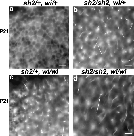 FIG. 7