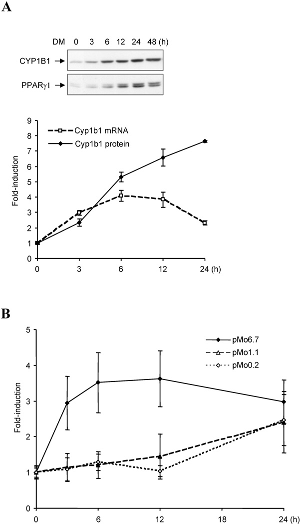 Figure 5