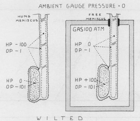 graphic file with name pnas00181-0134-a.jpg