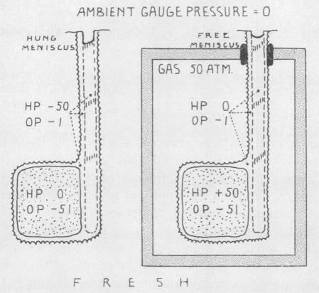 graphic file with name pnas00181-0133-a.jpg