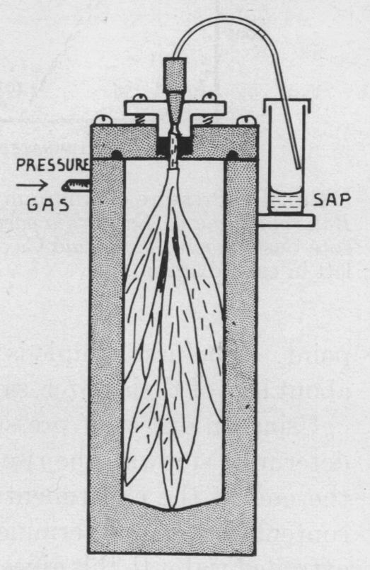 graphic file with name pnas00181-0134-b.jpg