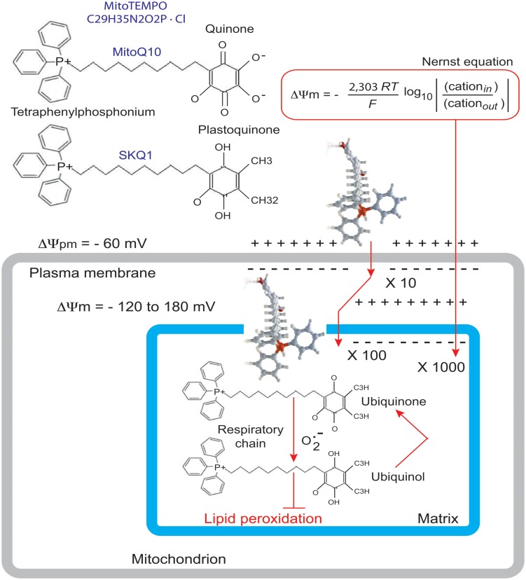 FIGURE 11