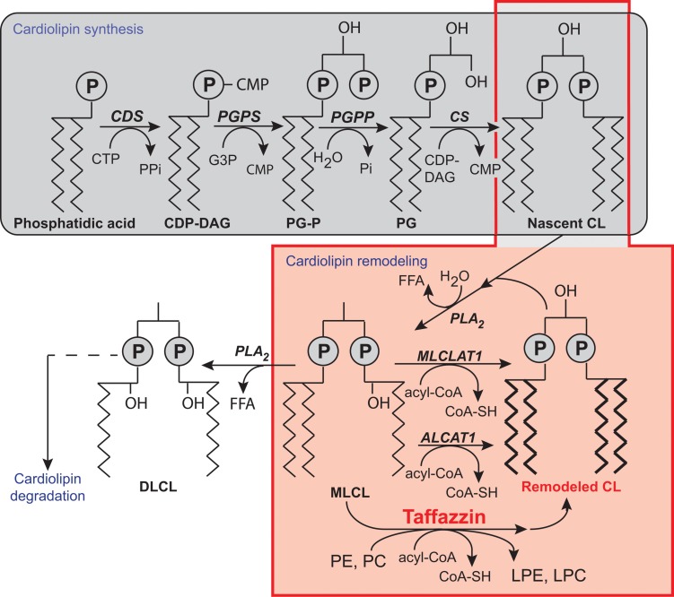 FIGURE 3