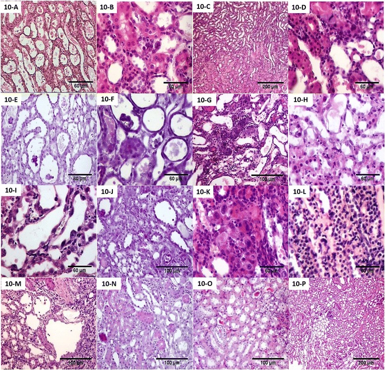 Fig. 10