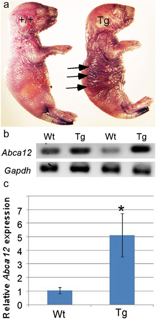 Fig. 7