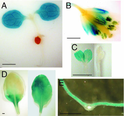 Figure 7.