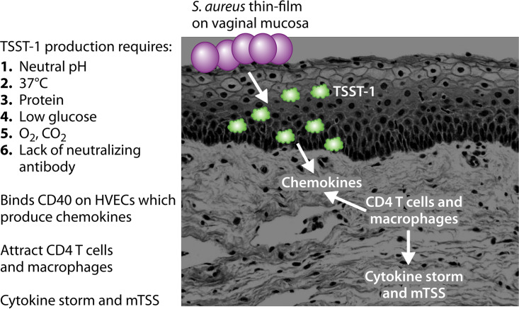 FIG 3