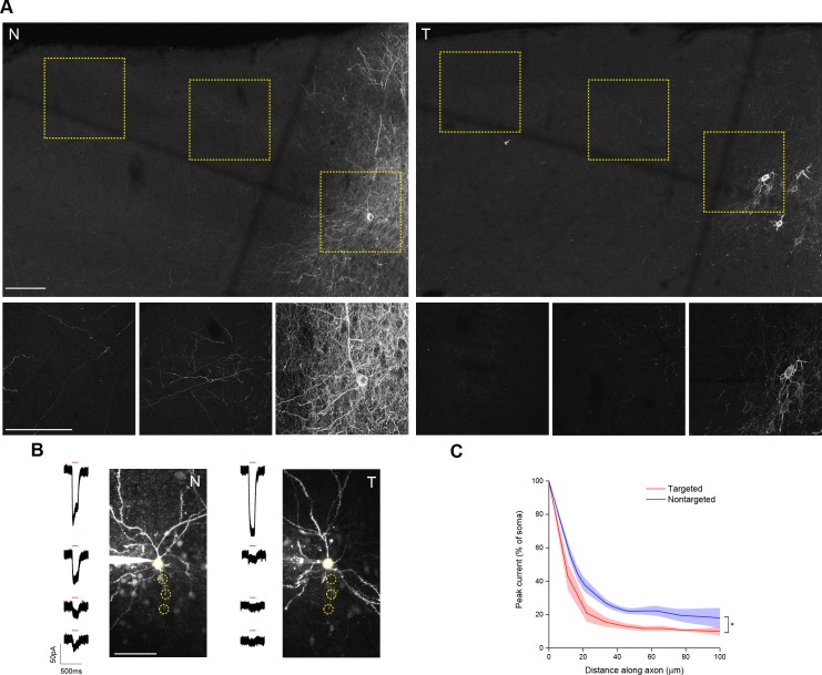 Figure 1—figure supplement 3.