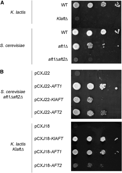 Figure 2.—