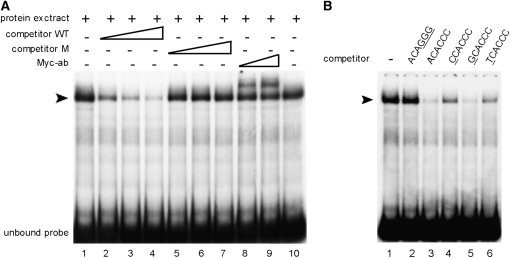 Figure 6.—