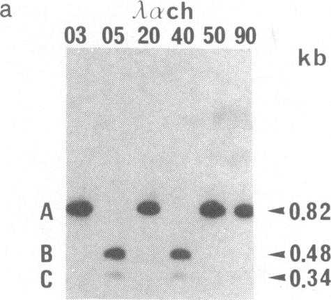 graphic file with name pnas00353-0267-a.jpg