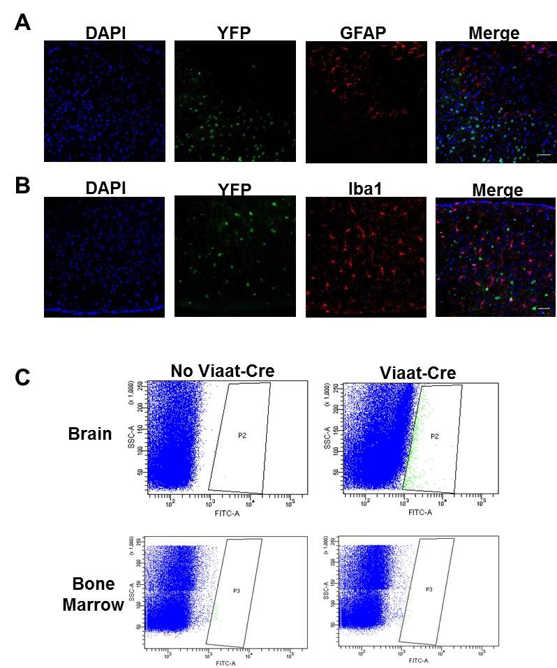 Figure 1—figure supplement 1.