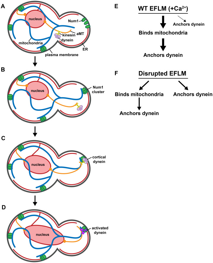 FIGURE 7: