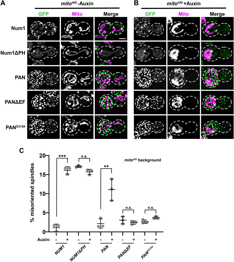 FIGURE 4: