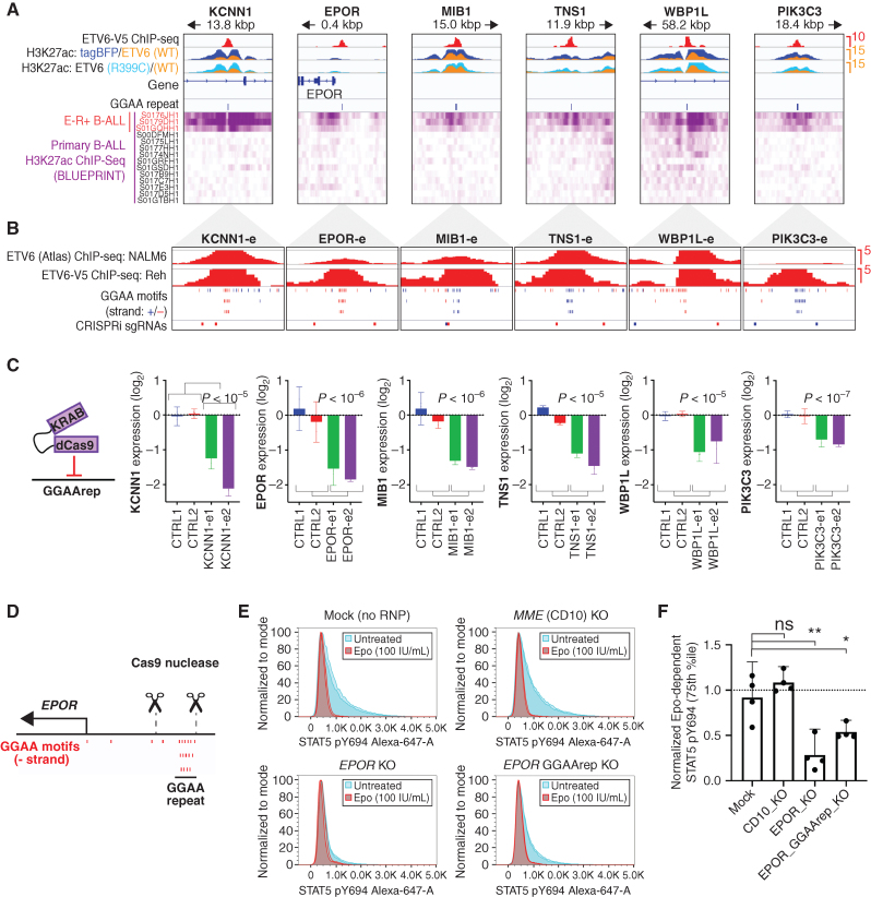 Figure 5. GGAA microsatellite enhancers are direct regulators of ETV6–RUNX1 signature gene expression. A, ChIP-seq data from transgene-expressing Reh cells (top) and primary B-ALL samples (bottom) for selected E-R signature gene-linked, ETV6-regulated enhancers. ETV6-WT-V5 ChIP-seq is from doxycycline-induced, transgene-expressing Reh cells. H3K27ac ChIP-seq data were generated from tagBFP, ETV6-WT-V5, and ETV6-R399C-V5 cells, and overlays are color-coded as indicated. Also shown are positions of GGAA repeats called genome-wide in hg38 (3× GGAA). Primary B-ALL H3K27ac ChIP-seq data (Blueprint) is shown at the bottom, with E-R+ B-ALL samples indicated in red. B, Detail (1,000 bp window) of GGAA repeat enhancers shown in A, showing ETV6 ChIP-seq peaks, position of individual GGAA motifs (blue = positive strand, red = negative strand), and position of sgRNA target sequences used in C. C, Relative transcript levels for genes associated with enhancers shown in A–B 72 hours after doxycycline induction of Reh cells expressing doxycycline-inducible dCas9-KRAB and transduced with control sgRNAs or sgRNAs targeting the indicated GGAA microsatellite enhancer. Gene expression is normalized to the average of the two control sgRNAs (error bars = 95% CI of PCR replicates). Significance was calculated as t test of combined replicates for both control sgRNAs versus both enhancer-targeting sgRNAs. D, Genomic position of EPOR TSS, GGAA repeat, and sgRNAs used for GGAA repeat deletion in E–F. E, Representative phospho-STAT5 signal in AT-2 cells electroporated with Cas9-sgRNA complexes targeting the genes MME (CD10-KO) or EPOR (EPOR-KO), flanking the EPOR-adjacent GGAA repeat (EPOR GGAA del), or mock-electroporated (no sgRNA or Cas9). Samples were divided and treated with 100 U/mL Epo (red) or untreated (blue). All samples from one of two independent experiments are shown (two replicates per condition). F, Difference in phospho-STAT5 signal (75th percentile) for Cas9-RNP modified AT-2 cells. Results from two separately conducted experiments with two biological replicates each were normalized to within-experiment control samples and pooled for analysis (two-tailed t test; *, P < 0.05; **, P < 0.01; ns, not significant; P > 0.05).