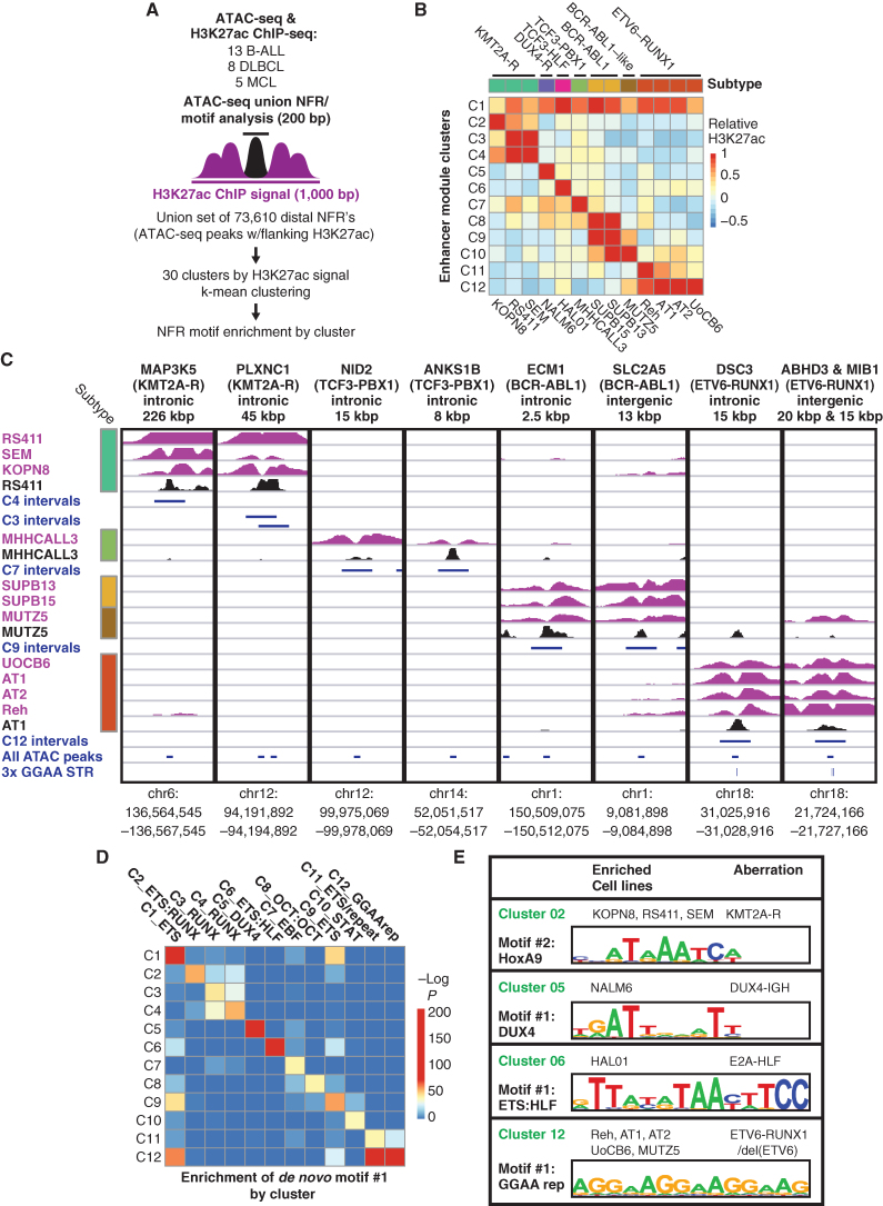 Figure 1. Identification of DNA motifs enriched in enhancers with subtype-specific activity. A, Strategy for identification of enhancer module acetylation clusters across 26 B-cell cancer cell lines. B, Median acetylation signal in each B-ALL cell line for each of the 12 B-ALL–specific enhancer acetylation clusters (C1–C12), relative to all 26 cell lines (mature B-cell lines not shown). Genetic subtypes are listed at the top and cell lines at the bottom. C, H3K27ac ChIP-seq and ATAC-seq data for representative enhancers from subtype-specific clusters. Distance and position with respect to known B-ALL signature gene (Ross et al.; ref. 1) are listed at the top, with the associated B-ALL subtype in parentheses. H3K27ac ChIP-seq tracks are shown in purple (scale, 15 fragments per million, fpm) and ATAC-seq tracks in black (scale, 7.5 fpm). Intervals shown in blue correspond to the cluster-specific enhancer modules defined in (B; 1 kbp), union of all ATAC-seq peaks (200 bp), and position of 3× GGAA tandem repeats. D, Significance of enrichment for the top de novo motif identified by HOMER in each of the clusters from B), reevaluated in all 12 clusters. E, Selected top de novo motifs identified in enhancer acetylation clusters.