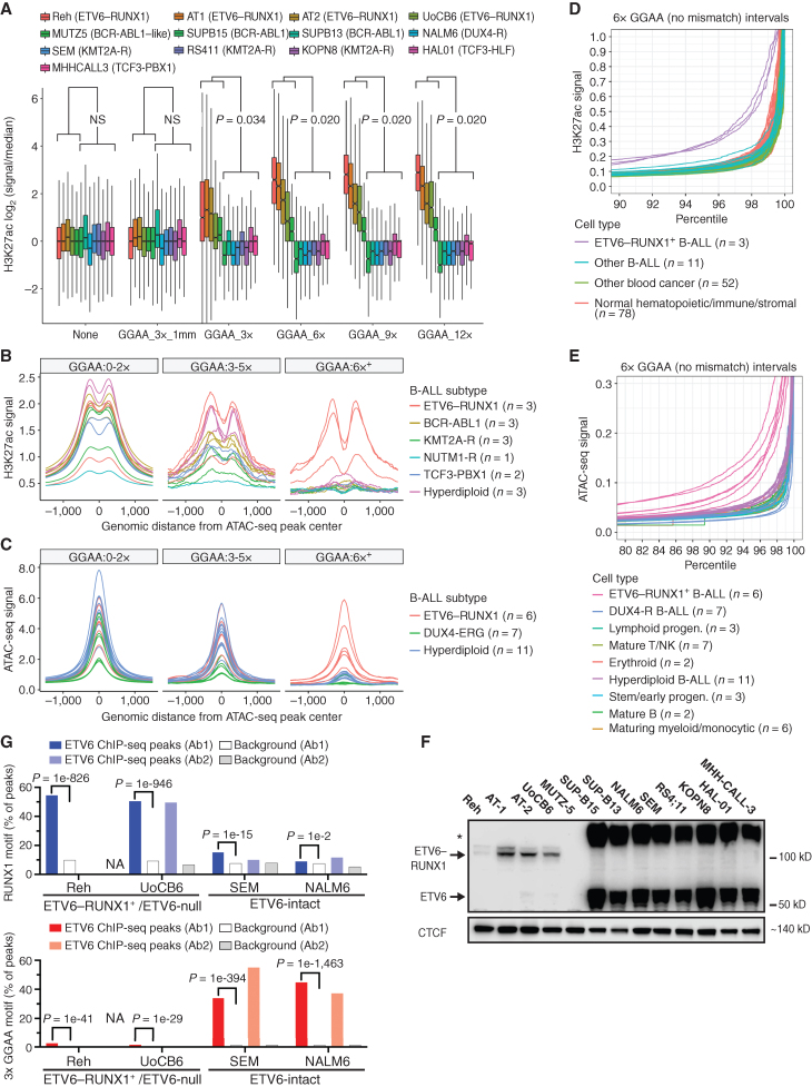 Figure 2. GGAA microsatellites show enhancer-like chromatin state in B-ALL with ETV6–RUNX1 and loss of wild-type ETV6. A, Boxplots showing relative H3K27ac levels flanking merged GGAA repeats and ATAC-seq peak-containing intervals identified across 13 B-ALL cell lines. Intervals were grouped according to the longest GGAA tandem repeat present. The “GGAA_3x_1 mm” group contained a motif with a one-base mismatch to a 3× GGAA repeat. “None” indicates the set of ATAC-seq peaks that do not contain a GGAA repeat by any criteria within 300 bp of the peak center. Results shown for Mann–Whitney U test of difference in means in ETV6-altered vs. ETV6-intact cell lines for each repeat class. NS, not significant (P > 0.05). B, Histogram of H3K27ac signal (reads per 10 m total reads/bp/peak) from primary B-ALL samples of the indicated subtypes, centered on the union set of B-ALL cell line ATAC-seq peaks (n = 13). Peaks were grouped as in B. Peaks were grouped according to overlap with 3× or 6× GGAA tandem repeats. C, Histogram of ATAC-seq signal (reads per 10 m total reads/bp/peak) from primary B-ALL samples of the indicated subtypes, centered on the union set of ATAC-seq peaks from those same samples. D, Normalized H3K27ac signal at 6× GGAA repeat–containing intervals for primary leukemias and normal cell types (Blueprint consortium). Signal from genome-wide GGAA repeat–containing intervals and representative non-repeat sites (housekeeping gene promoters and random intervals) was quantile-normalized across all populations and intervals. Signal within each interval set was then ranked by normalized H3K27ac signal within each population (top 10% shown). E, Normalized ATAC-seq signal at 6× GGAA repeat-containing intervals for primary B-ALL (Diedrich et al.; ref. 14) and normal human cell bone marrow cell populations (pseudo-bulk scATAC-seq; Granja et al.; ref. 1). Normalization and data presentation were as described in E. Top 20% of intervals by ranked ATAC-seq signal are shown. See Supplementary Fig. S3B for control regions and additional details. F, Immunoblot of nuclear extracts from 13 B-ALL cell lines with an antibody recognizing the N-terminal portion of ETV6 (Atlas Antibodies, HPA000264). Arrows indicate bands at the expected molecular weight of ETV6 and E-R, respectively. Asterisk indicates an apparent high-molecular-weight form of ETV6. G, Percentage of peaks containing RUNX1 and 3× GGAA repeat motifs in ChIP-seq performed in B-All cell lines with two different ETV6 n-terminal antibodies (Ab1 = Atlas; Ab2 = Santa Cruz; HOMER known motif analysis). ChIP-seq performed in Reh cells with Ab2 yielded too few peaks for analysis (“NA”). “Background” bars show motif occurrence in randomly selected genomic regions with similar GC content to the corresponding peaks. HOMER motif enrichment P values versus background (binomial test) are shown for Ab1 peaks.