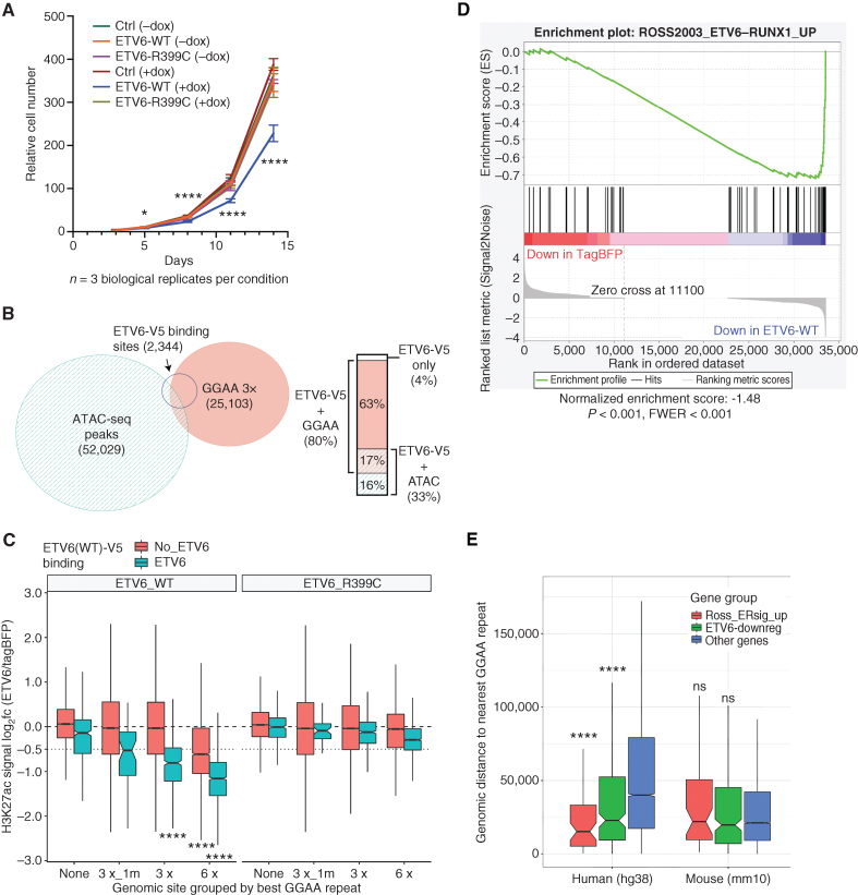 Figure 3. ETV6 inhibits leukemia cell growth, binds and deacetylates GGAA repeat enhancers, and activates E-R signature genes. A, Relative cell numbers for Reh cells stably transduced with DoxOn-ETV6-V5 constructs or DoxON-tagBFP control and grown with or without 500 ng/mL doxycycline. Error bars show 95% CI of triplicate wells counted for each condition/time point. For each time point, log-transformed cell counts for ETV6-WT + dox were compared with each other sample by one-way ANOVA with Dunnett multiple comparison test. Comparisons at day 3 were nonsignificant, and all comparisons were significant at later time points. P values for all panels: ns, not significant (P > 0.05); *, P < 0.05; ****, P < 10−4. B, Area-proportional Euler diagram showing overlap of genome-wide ATAC-seq peaks in parental Reh cells, GGAA tandem repeats (at least 3× GGAA), and sites bound by ETV6-WT-V5 (V5 ChIP-seq peaks) expressed in Reh cells. Bar plot at right details overlaps within the set of ETV6-binding target sites. C, Boxplots showing change in acetylation at ATAC-seq peaks and/or GGAA repeats following the induction of ETV6-WT or ETV6-R399C in Reh cells. Peaks were grouped by most stringent repeat class, and further divided by overlap with ETV6-WT-V5 ChIP-seq peaks. Groups with log2 fold change significantly less than −0.5 are indicated (Wilcoxon signed rank test with Holm–Bonferroni correction). D, Gene set enrichment analysis for upregulated E-R signature genes (2) among genes ranked by differential expression after induction of ETV6-WT-V5 or tagBFP (control) expression. E, Comparison of distance to the closest GGAA repeat (3×) for evolutionarily conserved human genes compared with their orthologs in mouse, separated into mutually exclusive sets of previously defined E-R–upregulated signature genes (Ross 2003, red), non-ER signature genes that were downregulated by ETV6 expression in REH cells (green), and other genes (blue). Significance of gene sets vs. “other genes” in each species calculated by the Mann–Whitney U test with Holm–Bonferroni correction.