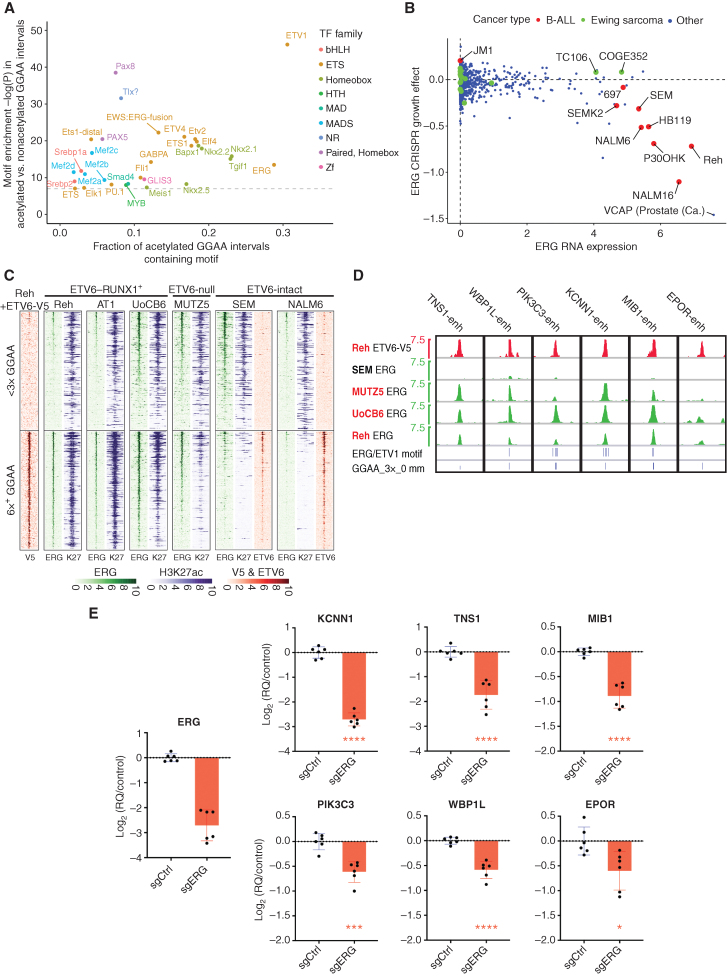 Figure 6. ERG contributes to GGAA repeat enhancer activity in ETV6-altered B-ALL. A, Enrichment of known TF motifs (HOMER motif library) in 200 bp intervals centered on GGAA repeats with selective strong acetylation in E-R+ B-ALL cell lines, compared with repeat intervals not associated with acetylation (see Supplementary Fig. S9B for thresholds used). All motifs with enrichment −log(P) > 7 are shown. Note that motif analysis may have a limited ability to discriminate between factors within a given family. B, DepMap data showing ERG expression and CRISPR knockout growth effect for B-ALL cell lines vs. other cancer types. The TMPRSS2–ERG+ prostate cancer cell line VCAP is also labeled. C, Heat map of ERG, ETV6, and H3K27ac ChIP-seq signal at repeat-containing (at least 6× GGAA) and non–repeat-containing (<3× GGAA) ATAC-seq peaks in B-ALL cell lines. Peaks shown had H3K27ac fragment counts > 5 per million in at least one of 13 cell lines. The <3× GGAA group was randomly downsampled to the same number of peaks as the 6× GGAA group. ATAC-seq peaks were sorted according to the maximum ERG signal across the four ChIP-seq data sets. V5 ChIP-seq was performed in Reh cells induced to express ETV6-WT-V5; all other ChIP-seq studies were performed in parental cell lines. D, ERG and ETV6-V5 ChIP-seq signal at CRISPRi-validated GGAA repeat enhancers shown in Fig. 5. Positions of 3× GGAA repeats and predicted high-affinity motifs for ERG and ETV1 within ± 250 bp of the central GGAA repeat (HOMER motifs and thresholds) are shown at the bottom. Cell lines in red text are E-R+/ETV6-null. E, Gene-expression differences (qRT-PCR) 72 hours after doxycycline induction in Reh cells expressing doxycycline-inducible dCas9-KRAB and promoter-targeting sgRNA against ERG versus control (nontargeting) sgRNA. Values are pooled from two biological replicate experiments with three PCR replicates each (two-tailed t test; *, P < 0.05; ***, P < 0.001; ****, P < 0.0001).