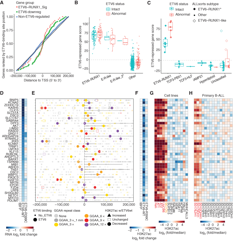 Figure 4. ETV6-repressed genes and enhancers are hyperactive in ETV6-altered B-ALL A, Plot of distance from TSS to the nearest ETV6-WT-V5–binding site for genes repressed by ETV6 in REH cells from the set of E-R signature genes, other ETV6-repressed genes (“ETV6-downreg”), and a control set of expressed, non–ETV6-regulated genes. Only genes with an ETV6 binding site ± 200 kbp from the promoter are included. B, Cumulative Z-score for expression of 40 ETV6-repressed genes with associated ETV6-repressed enhancers (“ETV6-repressed gene score”) in 1,141 primary B-ALL samples, categorized by E-R fusion status, E-R-like gene-expression signature (primary or secondary subtype as published; ref. 71), and ETV6 aberration status. “Abnormal” ETV6 status refers to complete ETV6 copy loss in E-R+ B-ALL or any ETV6 fusion or partial/complete copy loss in non–E-R+ B-ALL. C, ETV6-repressed gene score as in B for 102 primary B-ALL samples from the NCI TARGET cohort, categorized by genomic subtype and ETV6 aberration status. Samples classified as E-R+ or E-R–like on the basis of gene expression (ALLSorts) are indicated. For E-R+ B-ALL, “abnormal” ETV6 status refers to partial or complete ETV6 copy loss other than single-copy loss downstream of the E-R fusion breakpoint (see Supplementary Fig. S7C). D–H, Details of the 40 direct ETV6-repressed E-R+/like B-ALL signature gene enhancer–gene pairs. D, Differential gene expression (RNA-seq) for the indicated gene, normalized to tagBFP control. E, Position of analyzed intervals (union of ATAC-seq, GGAA repeats, and ETV6-WT-V5 binding sites) within 200 kbp of the indicated gene TSS, coded by ETV6-WT-V5 binding status, best GGAA repeat class, and differential acetylation. Genes are oriented 5′ to 3′, with annotated gene bodies indicated by a black line. F, Differential acetylation of one element (associated with the gene listed in D) that shows ETV6 binding and significantly decreased acetylation in ETV6-WT-V5–expressing cells (H3K27ac log2 fold change <−0.25, P < 0.05), prioritized by repeat class (longest) and then distance to TSS (shortest, within 200 kbp). G, Relative acetylation of the element from F across 13 B-ALL cell lines (red = E-R+/ETV6-null cell lines, orange = ETV6-null cell line). H, Relative acetylation of the element from F in 15 primary B-ALL samples (Blueprint project; red = E-R+ samples).