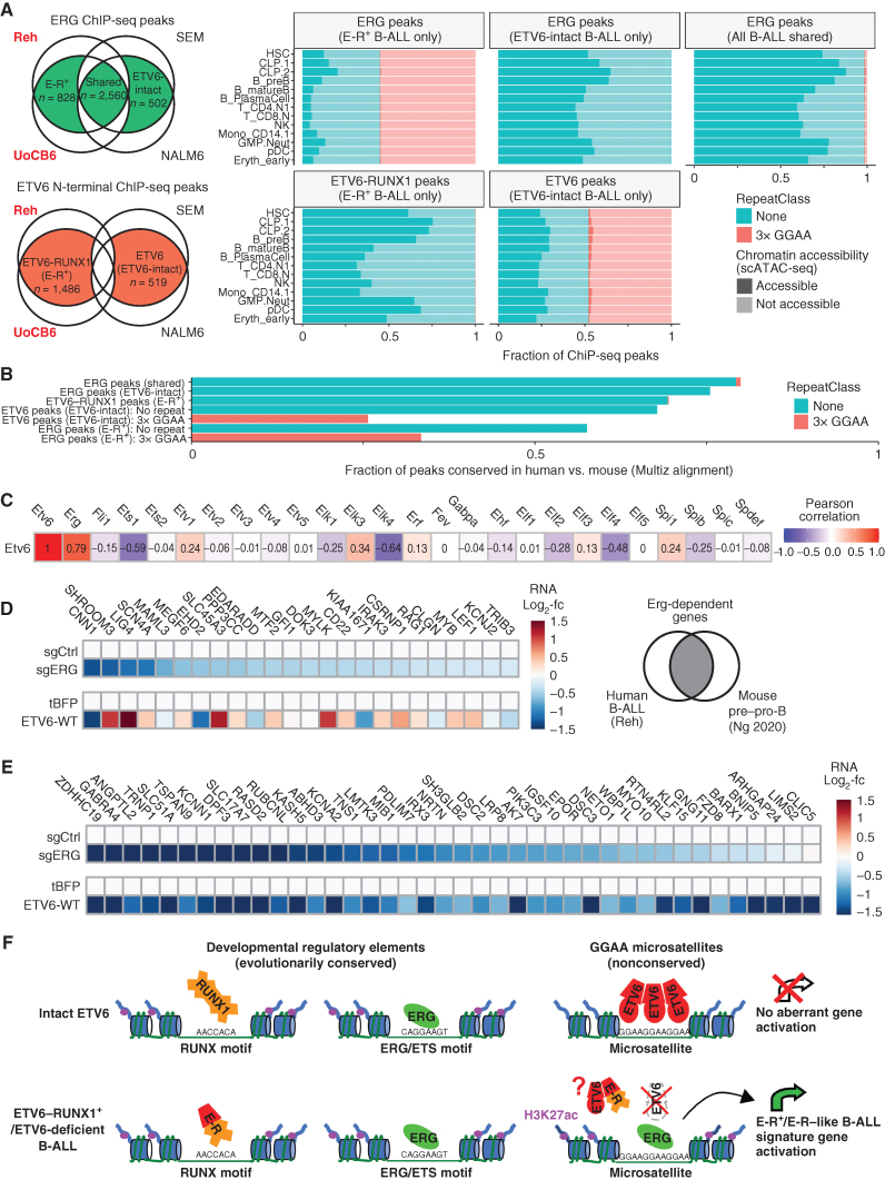 Figure 7. B-ALL microsatellite enhancers regulated by ERG and ETV6 lack epigenetic and genetic features of normal developmental enhancers. A, Left, schematic Euler diagrams showing strategy for defining ETV6, ETV6–RUNX1, and ERG consensus binding sites specific to ETV6–RUNX1+ B-ALL (cell line names in red) or ETV6-intact B-ALL (cell line names in black), using overlaps of ETV6 (Atlas N-terminal antibody) and Erg ChIP-seq peaks identified in each individual cell line. Right, Chromatin accessibility in selected normal bone marrow populations (pseudo-bulk scATAC-seq; Granja et al.; ref. 33) for ERG or ETV6-binding sites identified in multiple E-R+ and/or ETV6-intact cell liens as defined at left. GGAA repeat status is indicated by color and accessibility is indicated by shading. See Supplementary Fig. S10A for chromatin accessibility thresholds. B, Fraction of ETV6 and ERG consensus binding sites, defined as in A, that are conserved between hg38 and mm10 (at least 10% base mapping ratio, Multiz). Peaks that overlap at least a 3× GGAA repeat are shown as separate subgroups for ER+ B-ALL ERG peaks and ETV6-intact B-ALL ETV6 peaks. C, Correlation between expression of Etv6 and all ETS transcription factors in mouse hematopoietic stem/progenitor and lymphoid populations (n = 72, Immgen RNA-seq). D, List of candidate conserved ERG target genes in mouse B-lymphopoiesis and in a human B-ALL cell line, defined as decreased both in Erg conditional knockout mouse pre–pro-B cells (Ng et al.; ref. 33) and by ERG knockdown in Reh cells (this study). Heatmaps show differential expression upon ERG knockdown or ETV6-WT reexpression. E, Developmental expression in mouse (Immgen RNA-seq data) for conserved B-ALL/pro-B cell ERG target genes (defined in D) versus the 36 direct ETV6-repressed E-R+/like signature genes that are significantly Erg-dependent in Reh cells. F, Summary model for binding of ETV6, ETV6–RUNX1 (E-R), and ERG at developmental enhancers and GGAA microsatellites in B-ALL. ETV6 gene inactivation (due to ETV6–RUNX1 gene fusion formation and secondary ETV6 deletion) eliminates ETV6-mediated repression of GGAA repeats, allowing for ERG binding and neoenhancer activation in E-R+ B-ALL. Cancer-specific GGAA repeat enhancers activate many genes with minimal expression in normal B-cell progenitors, likely resulting in more distinctive changes to the transcriptome than the direct effects of the E-R fusion itself, which binds mainly at physiologic developmental enhancers. GGAA repeat enhancer formation might also be promoted by biallelic ETV6 inactivation in the absence of an E-R fusion (e.g., the MUTZ5 cell line and some E-R–like B-ALL). Although the E-R fusion does not bind directly to most GGAA repeat enhancers, it might contribute indirectly to their activation via dominant-negative interactions with ETV6 (43) in the subset of E-R+ B-ALL with one intact ETV6 allele.