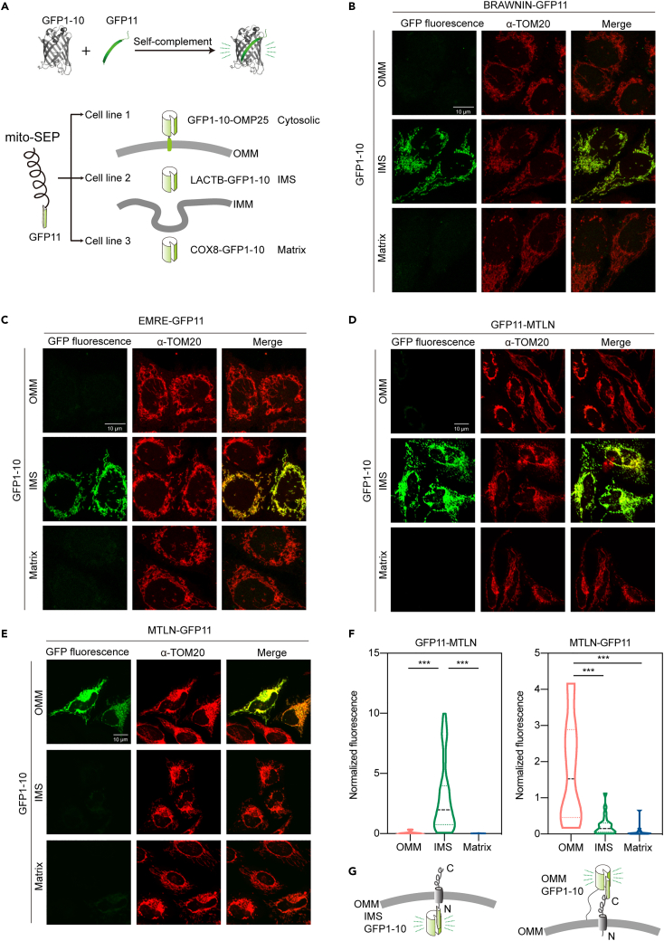 Figure 2