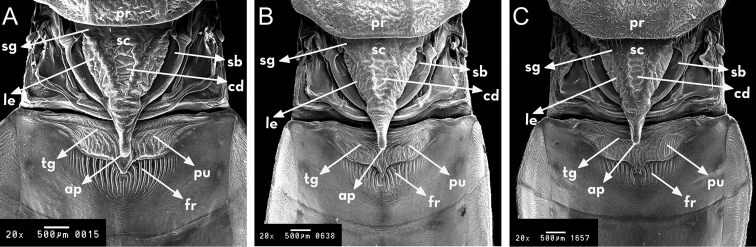 Figure 4.