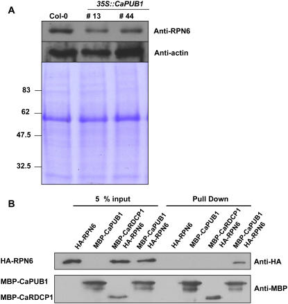 Figure 10.