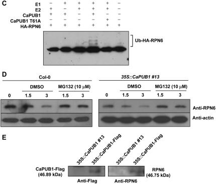 Figure 10.