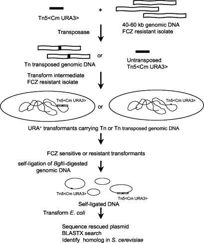 FIG. 1.