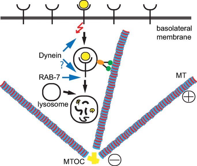 FIGURE 4: