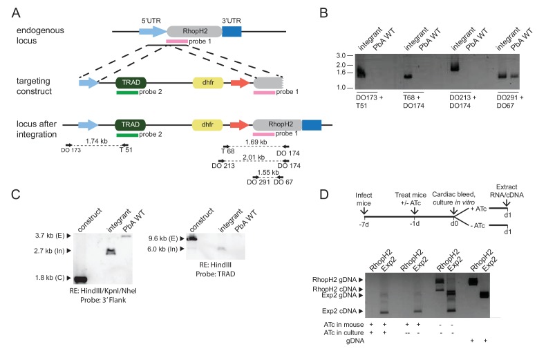 Figure 6—figure supplement 1.