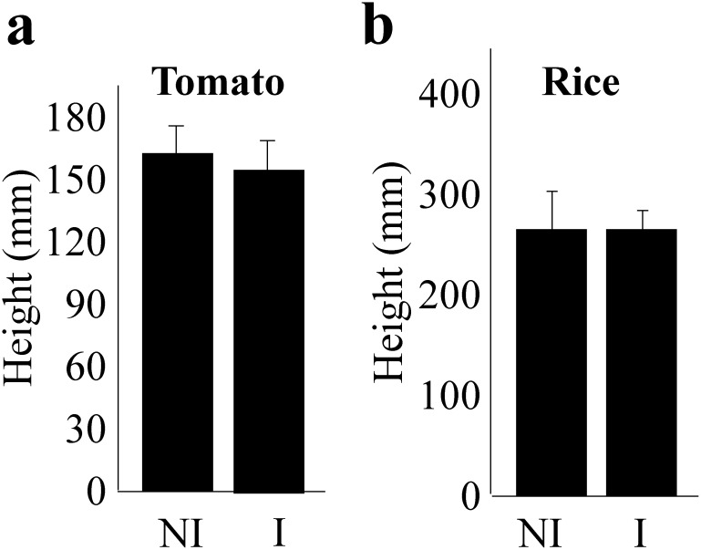 Fig. 5. The heights of tomato and rice plants did not change with ultrasound wave irradiation. We examined the effects of ultrasound on plant growth. The heights of tomato (cv. Momotaro) and rice (cv. Aichi-asahi) plants did not show differences as compared to NI plants. The heights of tomato and rice plants were analyzed with R, t-test. p<0.05, bars=standard error.