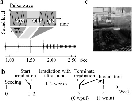 Fig. 1. Aerial ultrasonic conditions and an experimental flow. Seedlings of each plant were irradiated with ultrasound of 40.5 kHz frequency with ca. 100 dB sound pressure level. The oscillation pattern was composed of intermittent pulse waves. The pulse width is 7 msec, and the pulse frequency repeatedly shifts. The intermittent pulse waves are illustrated (a). Irradiation with ultrasound started when plants were 1 week old, continued for 1–2 weeks (24 hr a day), and plants were inoculated with pathogens at 0 or 1 week after terminating ultrasound irradiation (b). Tomato seedlings irradiated with aerial ultrasound in a limited irradiation area (50 cm diameter at 70 cm from the oscillator) in a sound-proof area (c).