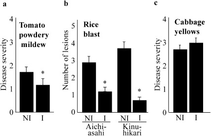 Fig. 4. Disease suppression by ultrasound irradiation possibly differs depending on the plant species or plant-pathogen interactions. One-week-old tomato seedlings (cv. Momotaro) were irradiated with 40.5 kHz ultrasound for two weeks and inoculated with tomato powdery mildew pathogens just after terminating ultrasound irradiation. Two weeks after inoculation, the disease incidence of each plant was graded from 0 to 4 using the following index: 0, no symptoms; 1, a foliar area of 0–5% indicating powdery mildew symptoms; 2, 6–30%; 3, 31–60%; 4, 61–100% (a). One-week-old rice seedlings (cvs. Aichi-asahi and Kinuhikari) were irradiated with ultrasound for two weeks and inoculated with rice blast pathogen (Po) just after terminating ultrasound irradiation. One week after inoculation, the lesions on the upper three leaves of each plant were counted (b). One-week-old cabbage seedlings were irradiated with ultrasound for two weeks and inoculated with cabbage yellows pathogens just after terminating ultrasound irradiation. Two weeks after inoculation, the disease incidence of each plant was graded from 0 to 4 using the following index: 0, no symptoms; 1, lower leaves yellowing; 2, lower and upper leaves yellowing; 3, lower leaves yellowing and wilting and upper leaves yellowing; 4, all leaves wilting and yellowing or dead (c). The disease indexes of tomato wilt and cabbage yellows were analyzed with R, Wilcoxon rank sum test, and the number of lesions of rice blasts was analyzed with R, t-test. p<0.05, bars=standard error, Asterisk means significance as compared to NI.