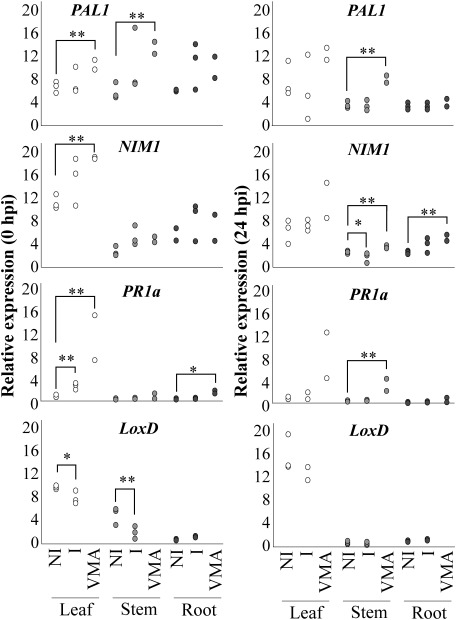 Fig. 6. The expression of PR1a possibly involved in the SA signaling pathway was upregulated in tomato plants irradiated by ultrasound. Analyses of the expression of defense-related genes were performed by RT-qPCR. Genes suggested to be involved in the SA signaling pathway—PAL1, NIM1, and PR1a—and a gene involved in the JA-signaling pathway—LoxD—were examined. PR1a was upregulated in leaves at 0 hpi, and LoxD was downregulated in leaves and stems at 0 hpi. Total RNA was isolated from leaves (white circle), stems (light gray), and roots (dark gray) of tomato plants (cv. Moneymaker) irradiated with ultrasound (40.5 kHz, ca. 100 dB, intermittent pulse wave, 2 weeks) at 0 and 24 hr post inoculation (hpi). The relative expression levels of mRNA were determined by normalizing the PCR threshold cycle number of each gene with that of the Actin2 reference gene. Three biological replicates were used in the experiments. The relative expression levels of the mRNA of I were compared to those of NI and analyzed with R, t-test. *, p<0.10; **, p<0.05, bars=standard error.