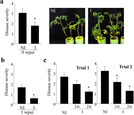 Fig. 2. Wilt was suppressed in tomato plants irradiated by aerial ultrasound before inoculation. One-week-old tomato seedlings were irradiated with 40.5 kHz ultrasound for 1 or 2 weeks (I) or without irradiation (NI) and inoculated with the tomato wilt pathogen F. oxysporum f. sp. lycopersici (Fol) 0 or 1 week after terminating ultrasound irradiation. About 40 days after inoculation, the severity of each plant’s disease was evaluated from 0 to 4 following the indexes: 0, no symptoms; 1, lower leaves yellowing; 2, lower and upper leaves yellowing; 3, lower leaves yellowing and wilting and upper leaves yellowing; 4, all leaves wilting and yellowing or dead. Two-week ultrasound-irradiated tomato plants (cv. Moneymaker) presented significant wilt suppression when they were inoculated with Fol just after the termination of ultrasound irradiation (0 wpui) (a). Two-week ultrasound-irradiated tomato plants (cv. Moneymaker) presented wilt suppression when they were inoculated with Fol 1 week after the termination of ultrasound irradiation (1 wpui) (b). One week (1w) of irradiation also conferred a wilt control effect in cv. Moneymaker when plants were inoculated with Fol 1 week after the termination of ultrasound irradiation, but the effect of 2-week (2w) irradiation was higher (c). The severity of disease was analyzed with R, Wilcoxon rank sum test. p<0.05, bars=standard error, Asterisk means significance as compared to NI.