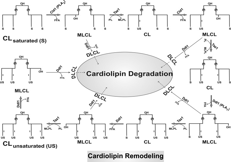 FIGURE 12.